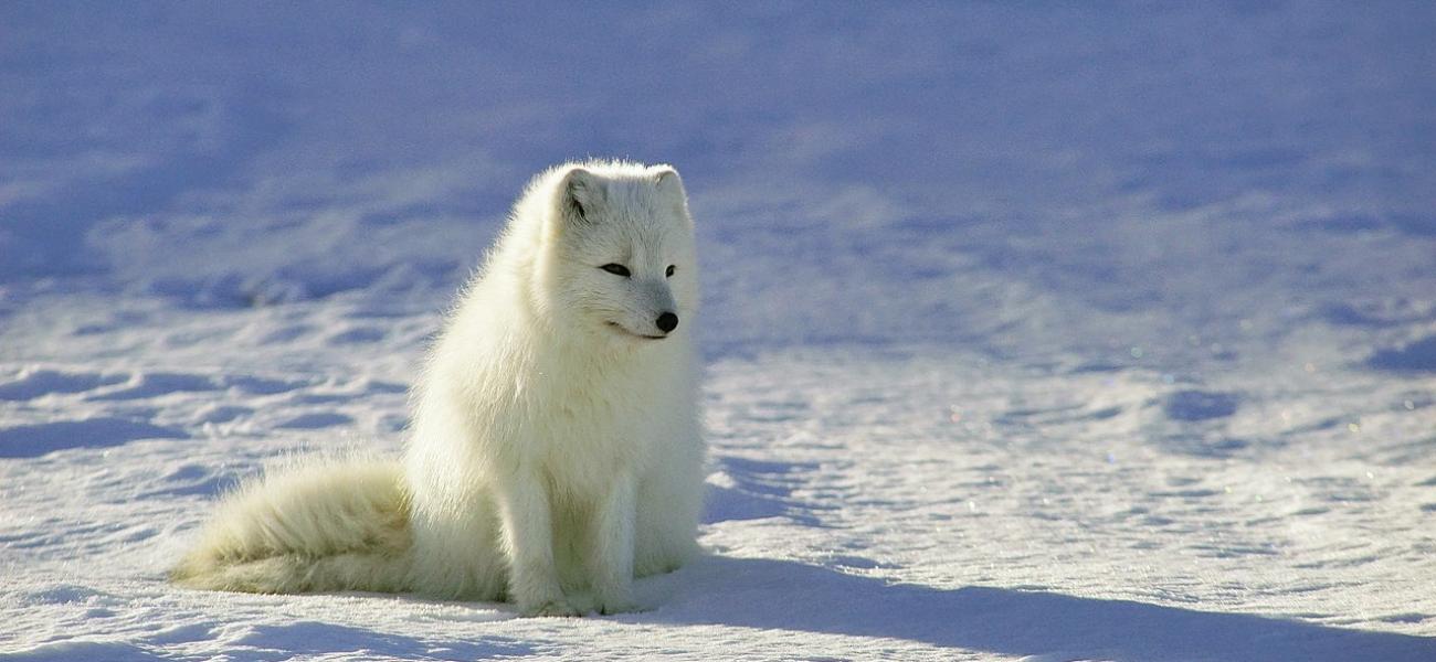 Arctic fox.