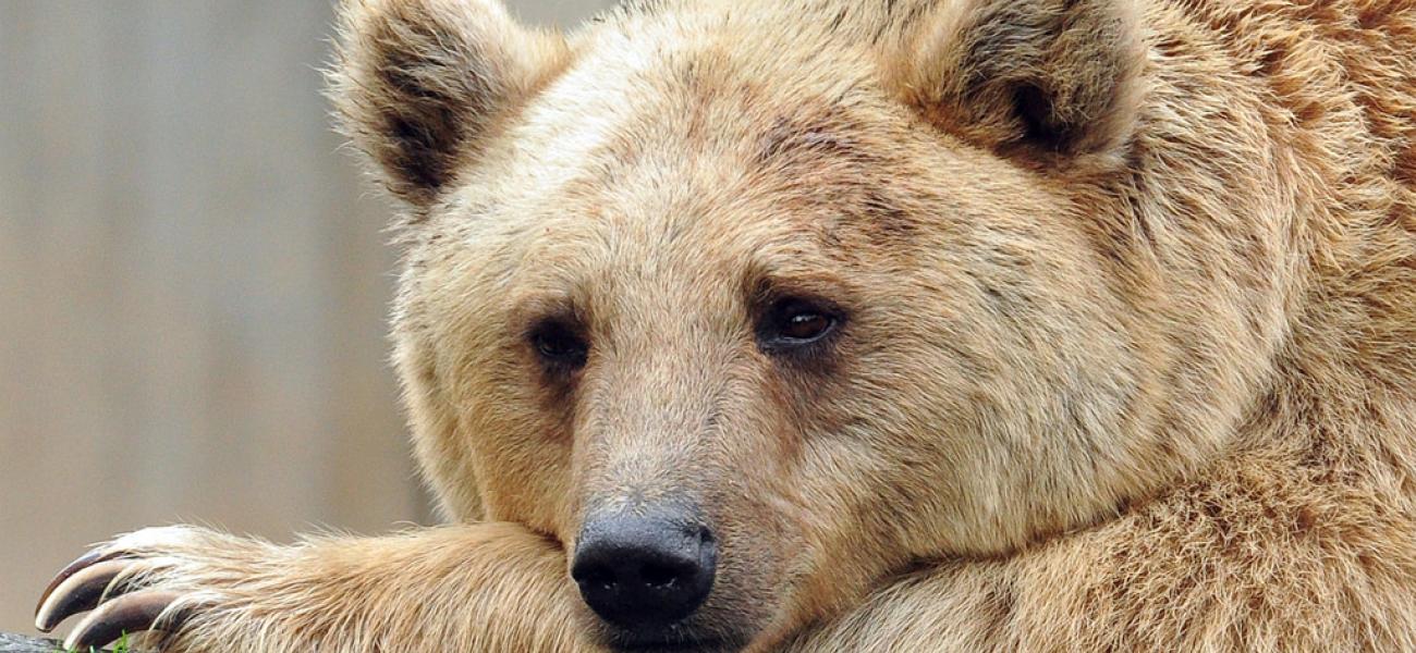 Thoughtful brown bear.