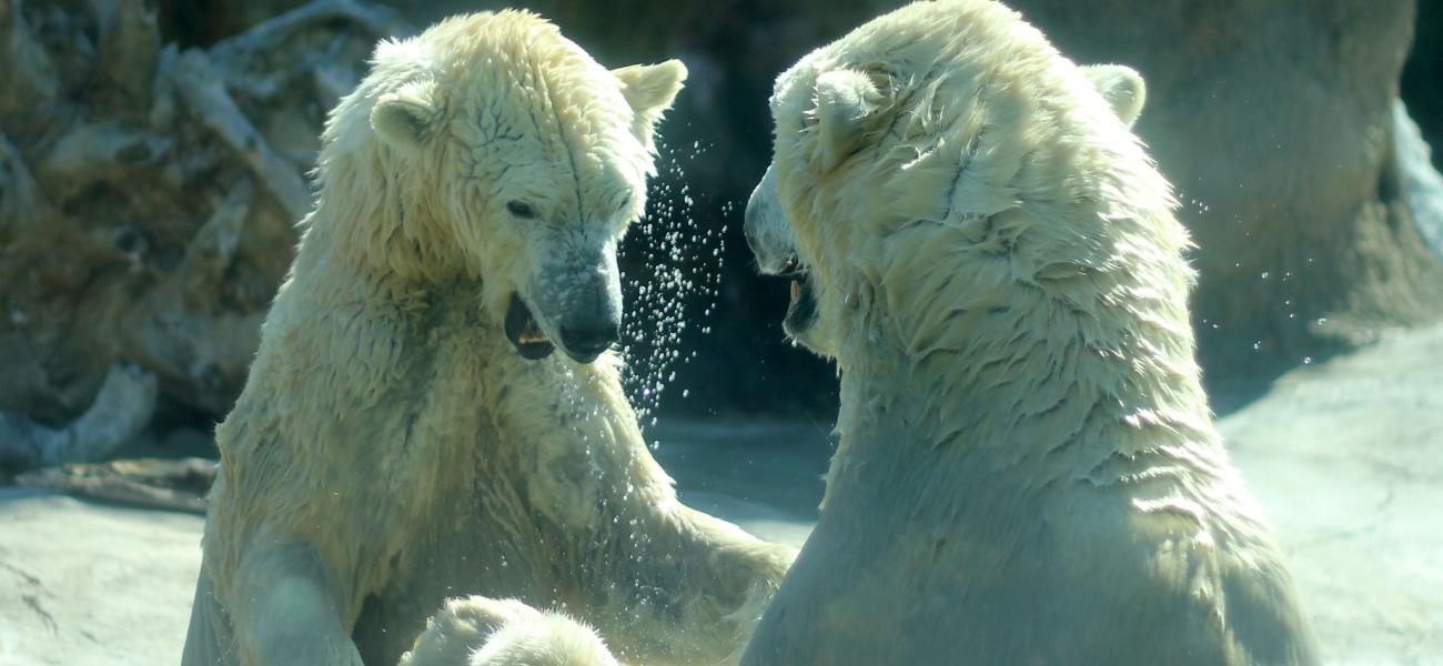 Polar bears fighting