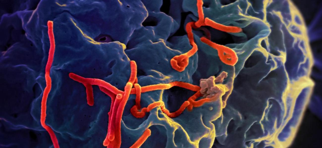 Ebola virus