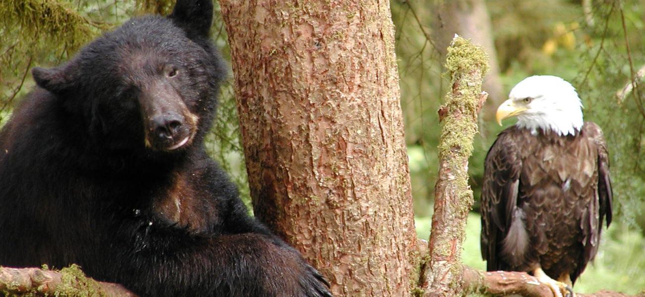 bear and bald eagle contemplating each other