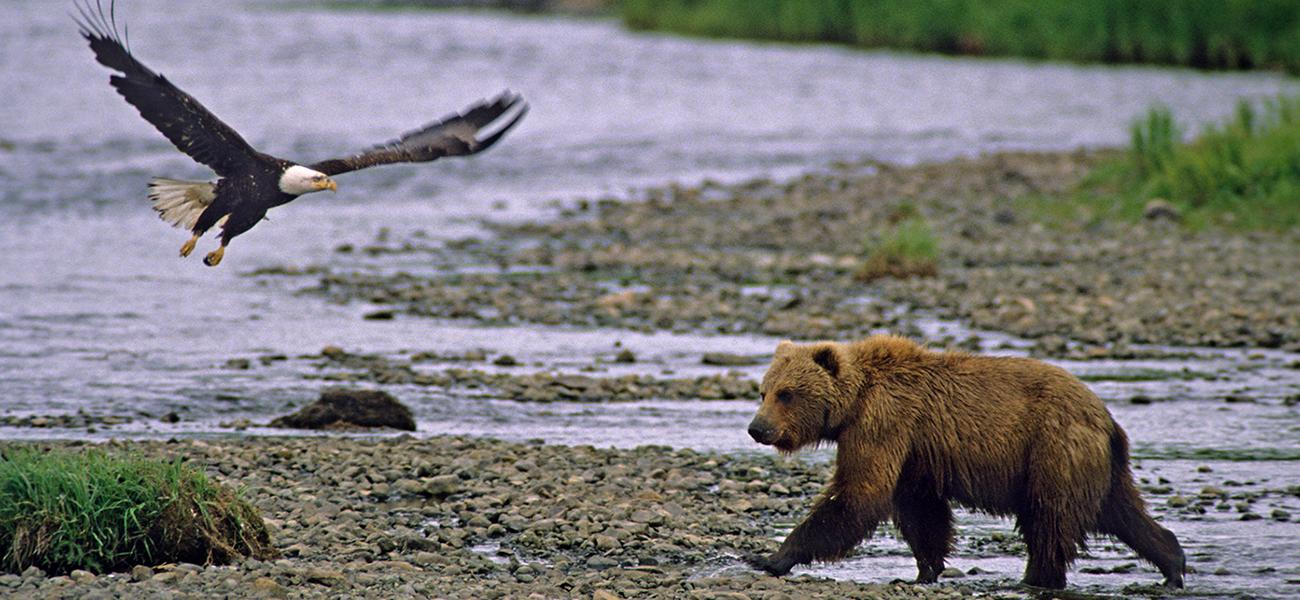 Symbolizing Russia and the U.S., a grizzly bear and bald eagle approach each other in the Alaskan wilderness.
