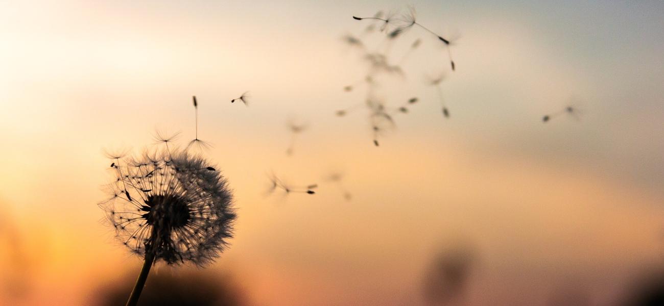 dandelion 