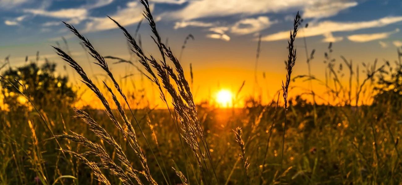 wheat field at sunset