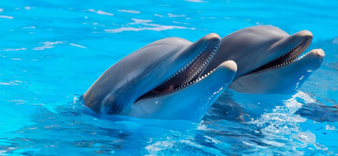 dolphins 